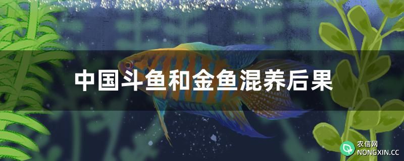 中国斗鱼和金鱼混养后果