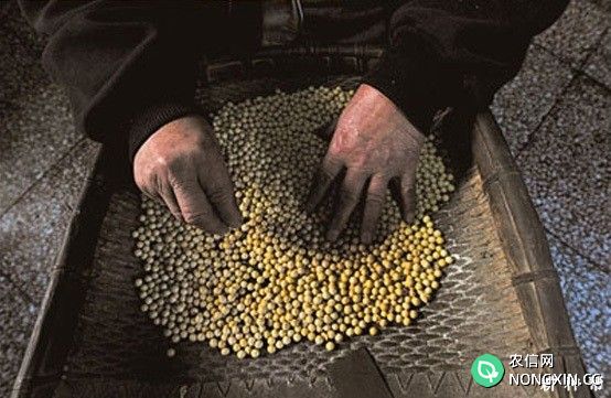 大豆种子如何筛选