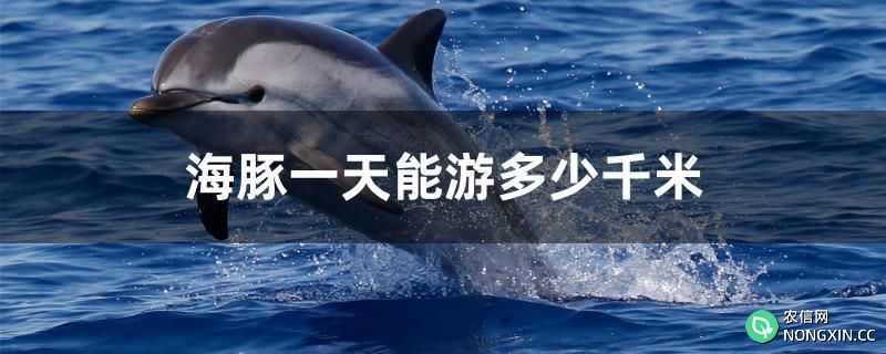 海豚一天能游多少千米