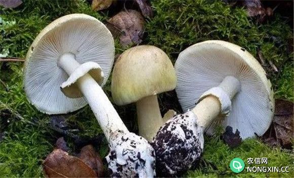 蘑菇病毒病的防治方法
