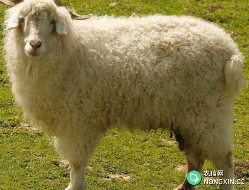 绵羊的养殖技术