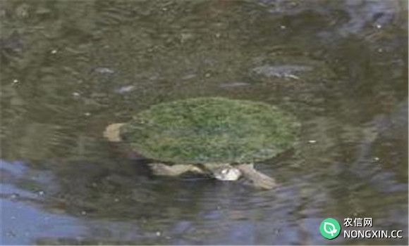 绿毛龟基龟的选择