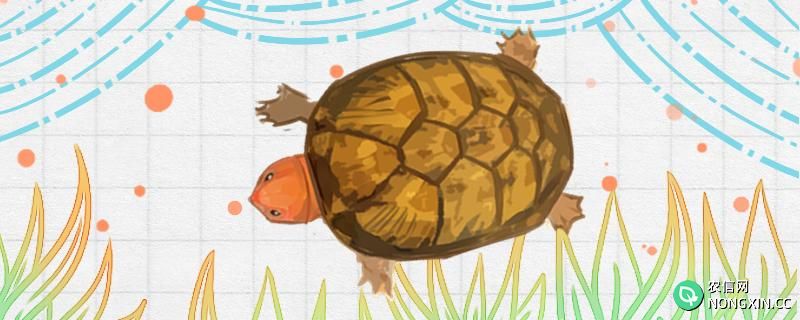 红面龟怎么分公母，长到多大可以区分公母