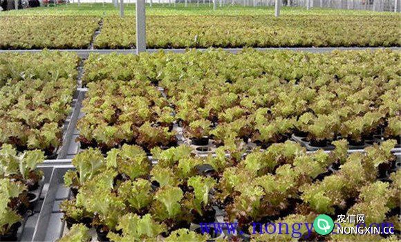 紫叶生菜的培育和定植