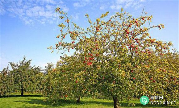 苹果树高产种植方法 苹果树种植技术规程