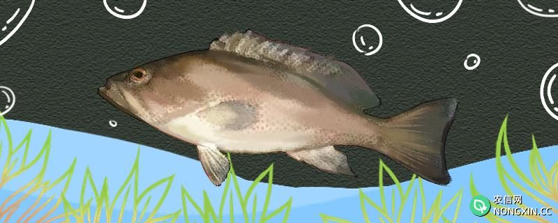 淡水石斑鱼用什么饵料钓最好