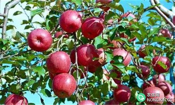 苹果树高产种植方法