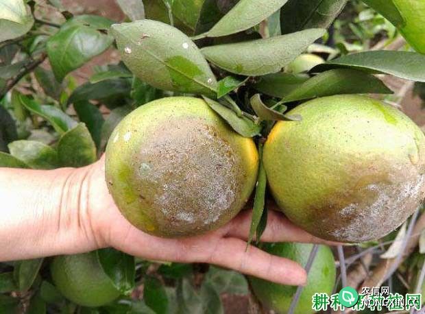 柚子树褐腐病有什么症状 用什么药可以防治