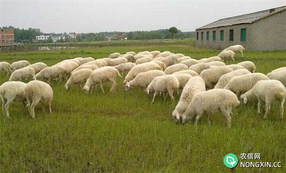 农村养羊怎么样