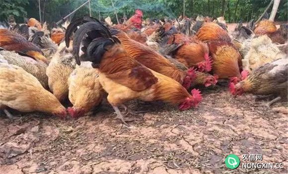 土法养虫喂鸡技术与方法