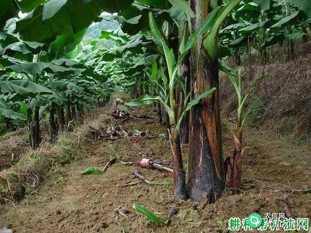 香蕉吸芽如何管理 种植香蕉如何留芽定芽