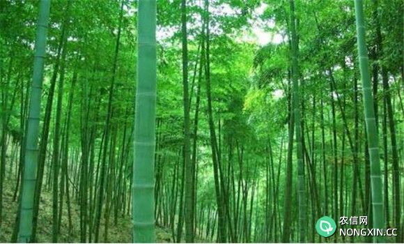 竹林如何管理 竹林幼林管理技术