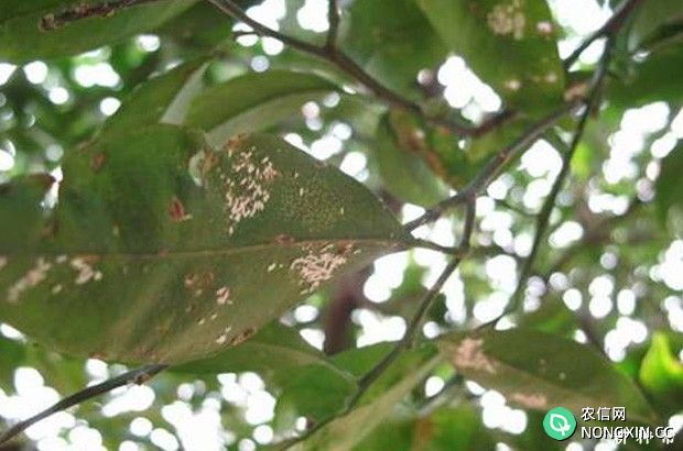 柚子树如何防治蚧壳虫附图片
