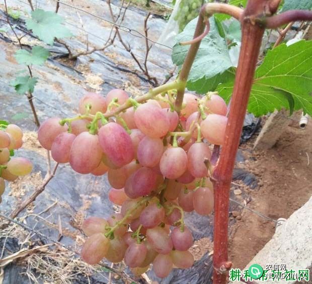 在温室大棚中种植对葡萄如何调整温度