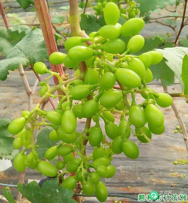 在温室大棚中种植对葡萄如何调整温度