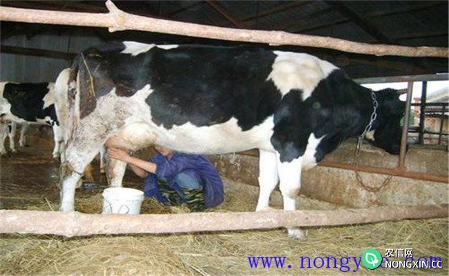 奶牛乳房炎的临床症状