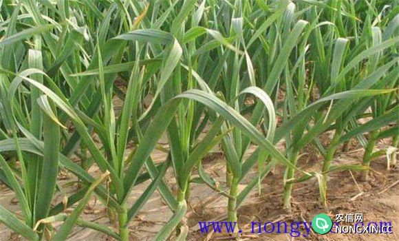大蒜高产种植技术的关键环节是春管