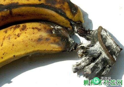 香蕉轴腐病如何防治