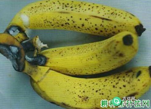 香蕉轴腐病如何防治