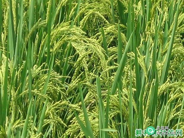 种植水稻如何管水