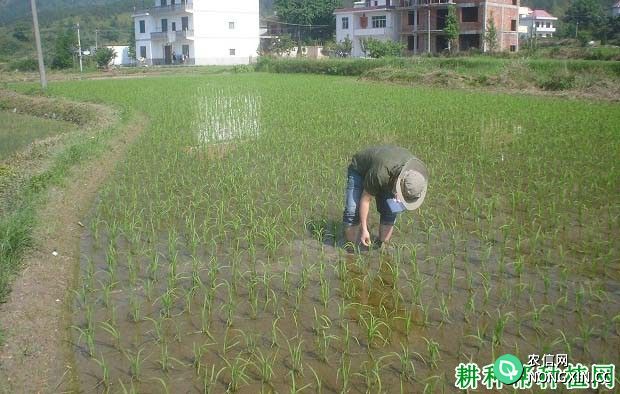 种植水稻如何管水