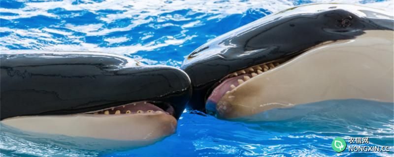 鲸鱼的喉咙有多大