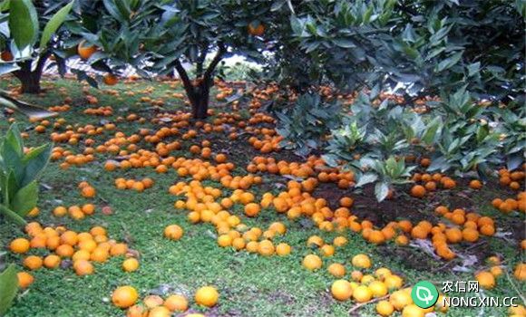 柑橘落果的防治方法