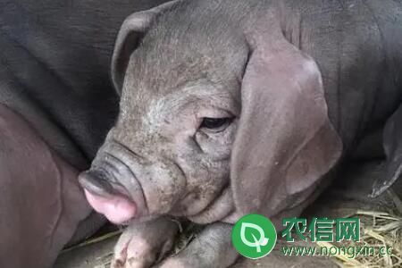 太湖猪一般能长多少斤