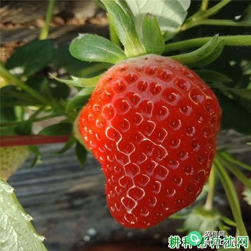 红实美草莓品种好不好