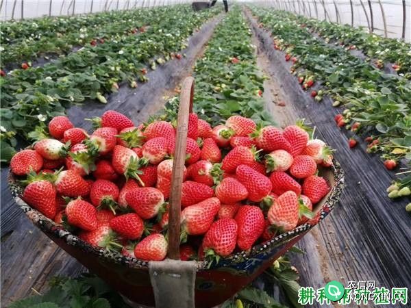 红实美草莓品种好不好