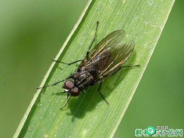 种植小麦如何防治麦黑斑潜叶蝇