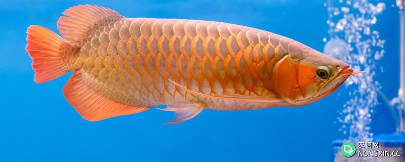 鱼缺氧增氧多久可以恢复，养什么鱼需要增氧