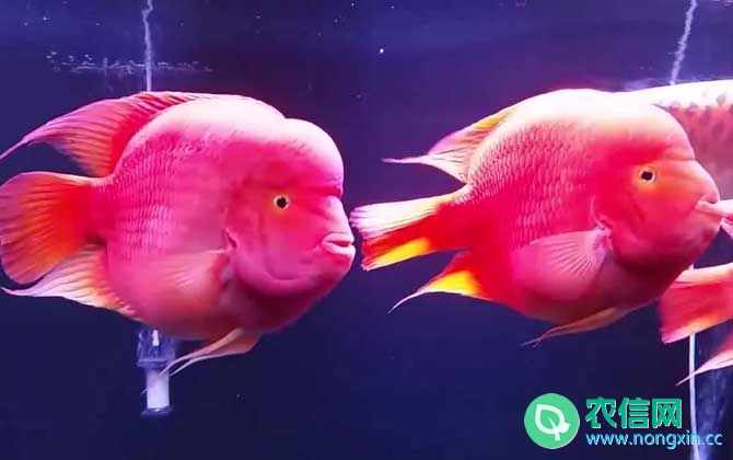 红元宝鹦鹉鱼