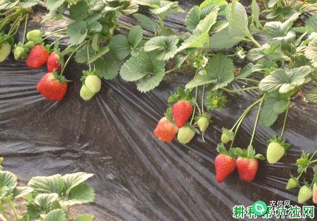 种植草莓可以使用哪些有机肥