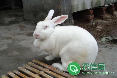 獭兔和家兔有什么区别