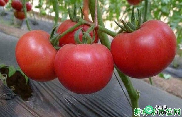 用番茄可以消除雀斑