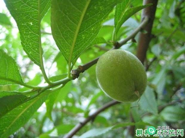 种植桃树如何防治桃坏死环斑病