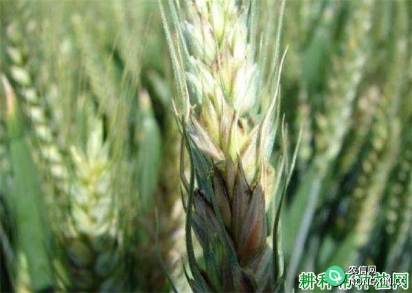 种植小麦如何防治麦茎谷蛾
