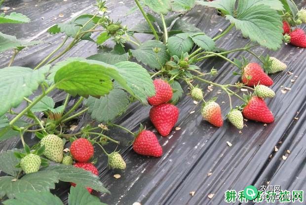 草莓生长对水分有何要求