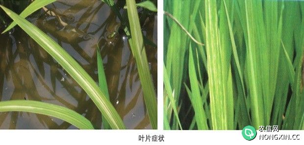 水稻条纹叶枯病如何防治水稻条纹叶枯病用什么药治