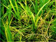 水稻条纹叶枯病如何防治水稻条纹叶枯病用什么药治