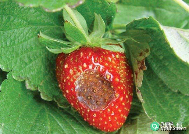 草莓炭疽病的防治方法 有什么特效药