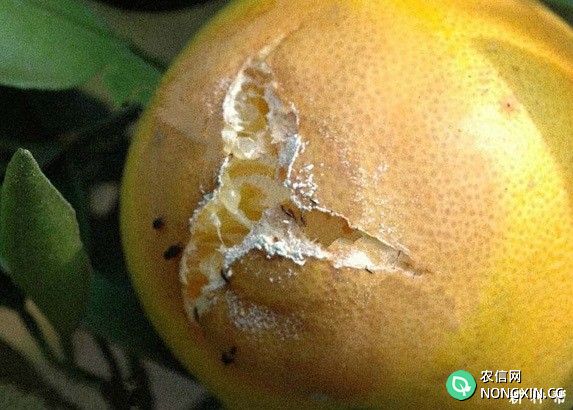 柑橘黑腐病如何防治附图片