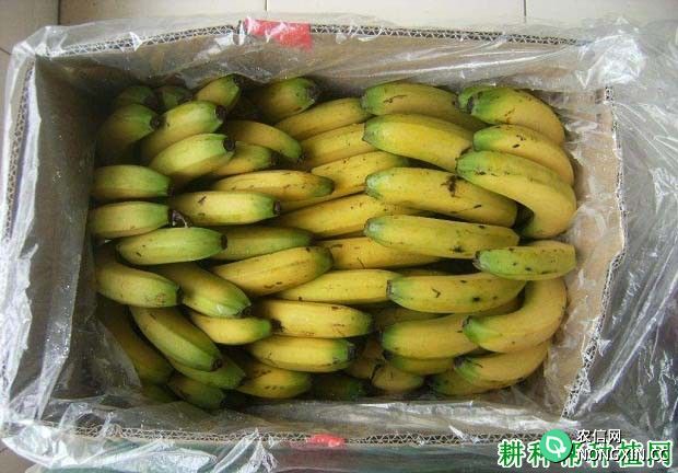 香蕉催熟容易出现什么问题 原因是什么