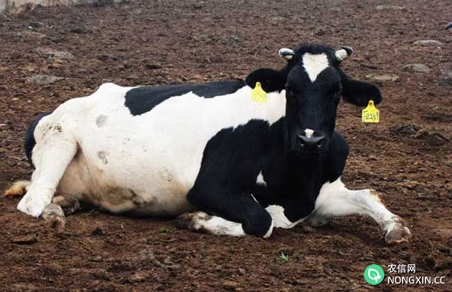 荷斯坦奶牛多少钱一头