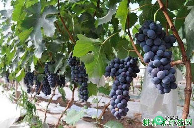 黑丰葡萄品种好不好 种植黑丰葡萄需要注意什么