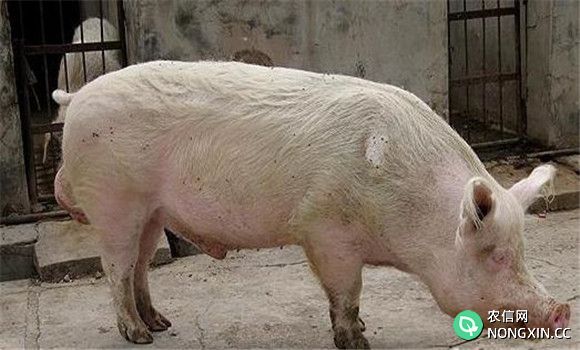 猪胃肠炎的主要病因
