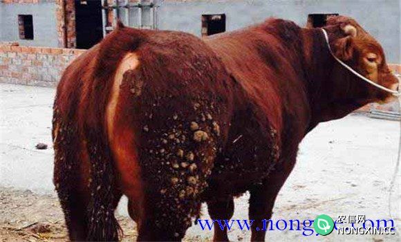 牛瘤胃臌气的临床症状