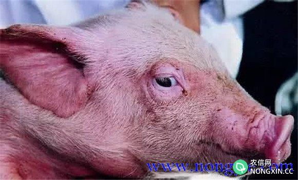 仔猪水肿病是什么症状