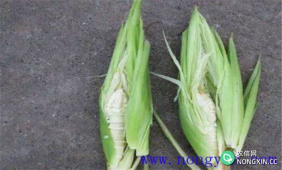 玉米空杆的两种类型